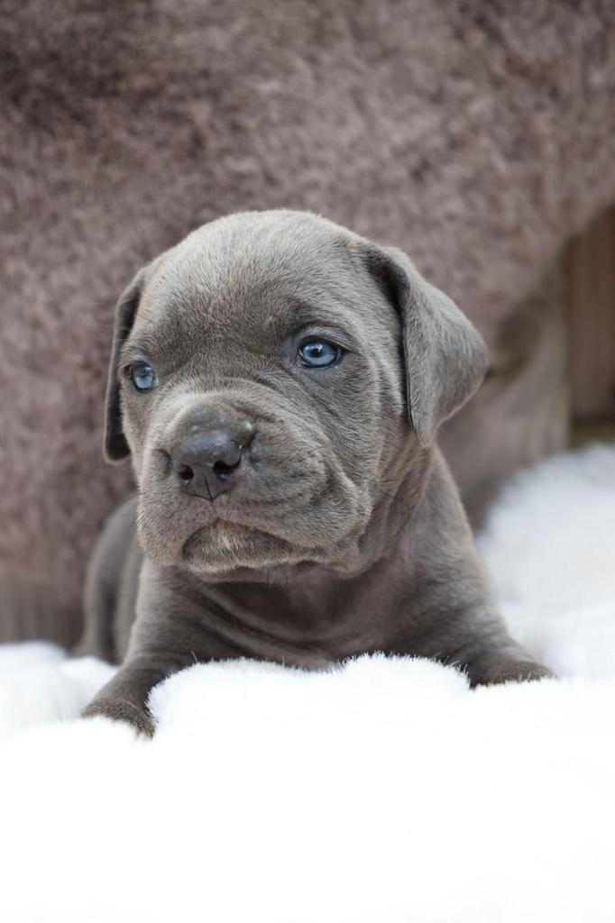 Cane corso pups te koop, Parvo, Overige rassen, 8 tot 15 weken, Meerdere