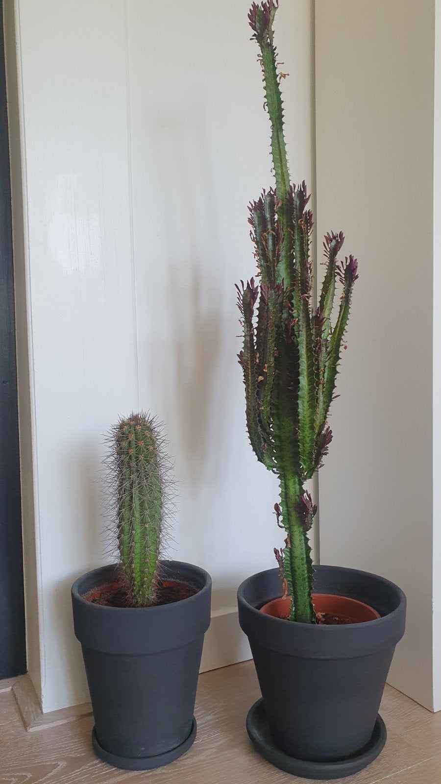 2 cactussen in zwarte pot met onderschotel. SAMEN:, Groene kamerplant, Ophalen, Cactus, In pot
