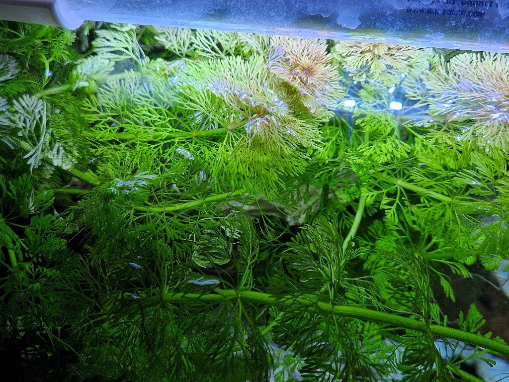 Limnophila sessiliflora (Ambulia)., Ophalen, Inclusief planten, Nieuw, Plant(en), Steen of Hout