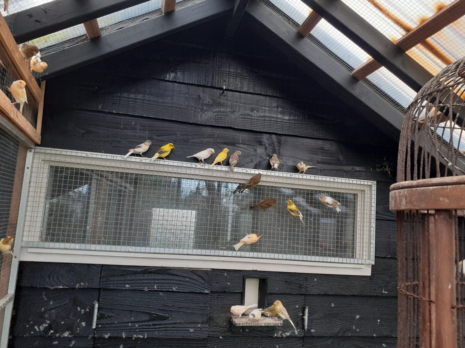 Harlekijn kanaries, Dieren en Toebehoren, Meerdere dieren, Kleurkanarie