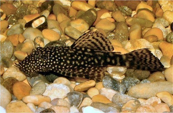 Ancistrus Algeneter - prima schoonmaker voor je aquarium, Dieren en Toebehoren, Vissen | Aquariumvissen, Vis, Zoetwatervis