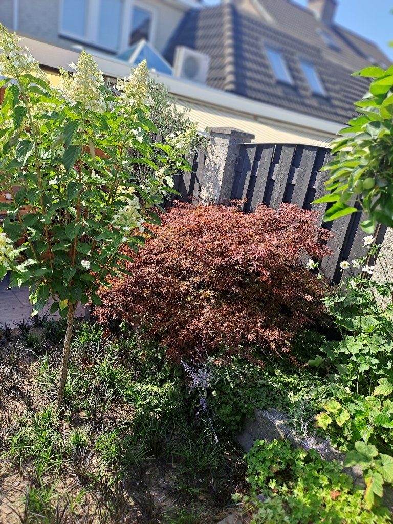 Japanse Esdoorn Garnet | Volle Parapluvorm | Stam 22 cm, Tuin en Terras, Planten | Bomen, Ophalen, Bloeit niet, Halfschaduw, Overige soorten