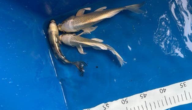Japanse butterfly koi mix, Dieren en Toebehoren, Karper of Koi