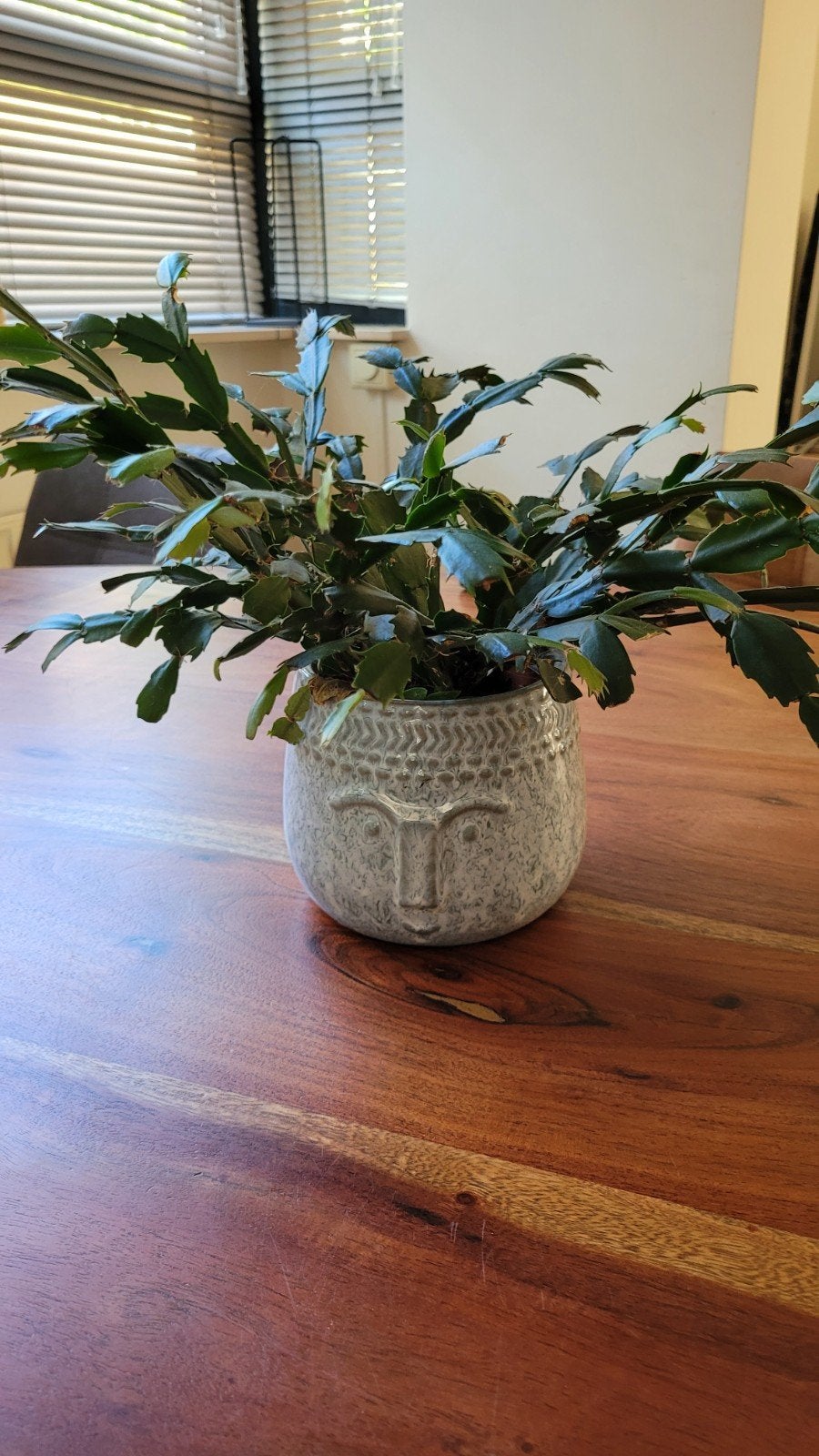 Lidcactus, Bloeiende kamerplant, Ophalen, Cactus, Minder dan 100 cm