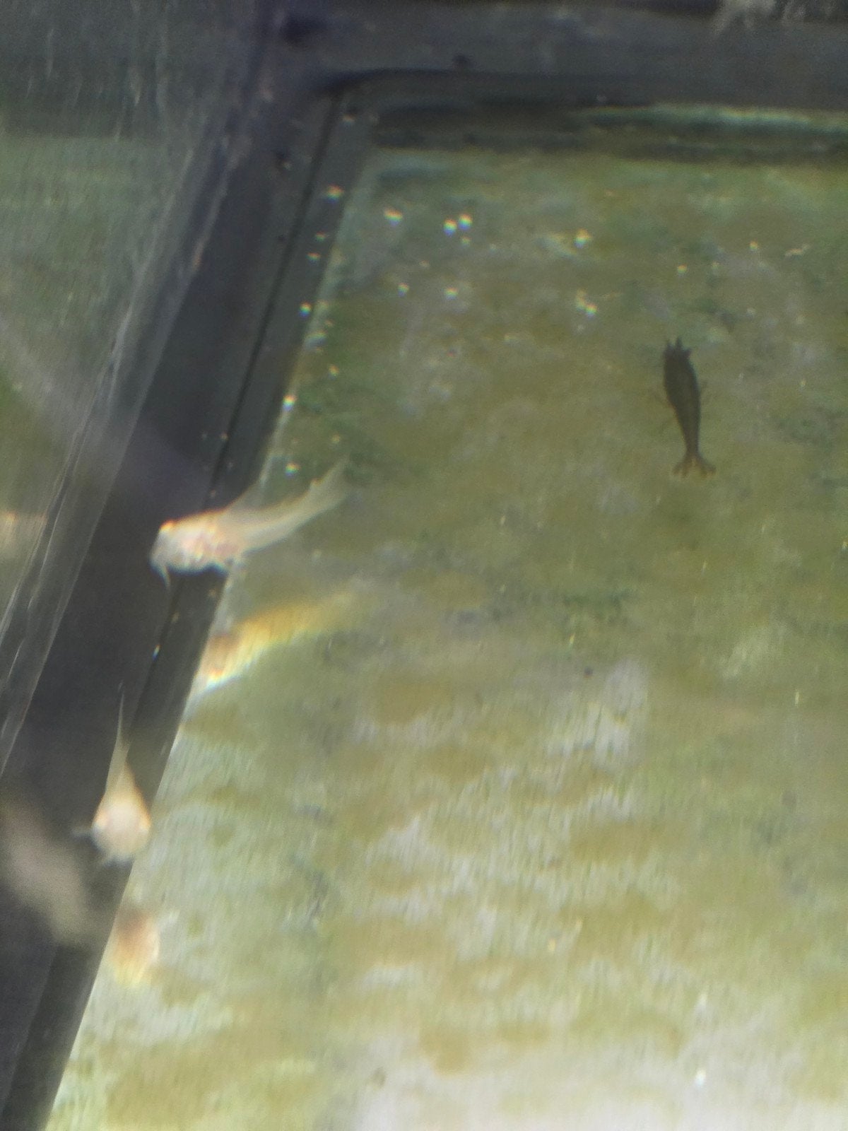 baby albino corydorassen, Dieren en Toebehoren, Vissen | Vijvervissen, Overige soorten