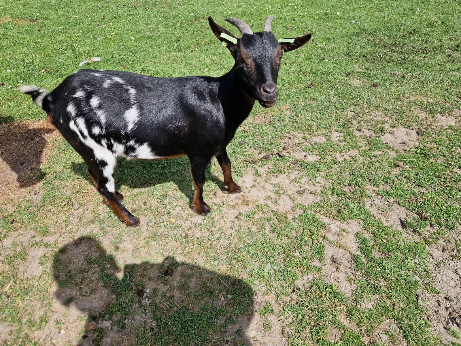 Mooie dwerggeit, Dieren en Toebehoren, Vrouwelijk, Geit, 0 tot 2 jaar