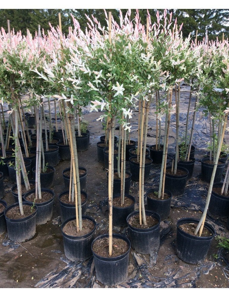 Salix integra 'Hakuro-nishiki' 🌳, Overige soorten, 100 tot 250 cm, Zomer, Ophalen