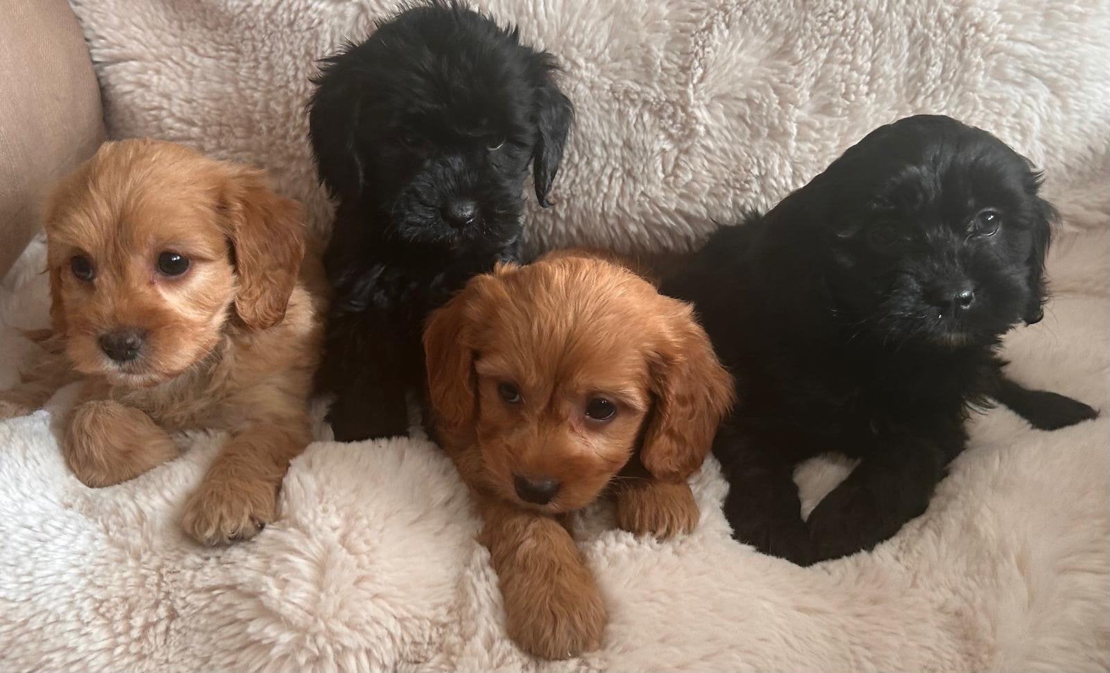 Cavapoo puppy toy poedel x cavalier 1 reutje 1 teefje, Dieren en Toebehoren, Poedel, Parvo, 8 tot 15 weken, Meerdere
