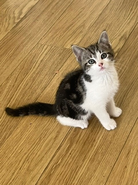 Kitten Vrouwtje, Dieren en Toebehoren, Poes, Ontwormd, 0 tot 2 jaar