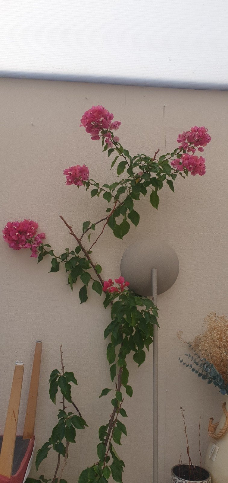 Prachtige bloeiende Bougainvillea - Volle zon, Tuin en Terras, Planten | Tuinplanten, Ophalen, Volle zon, Vaste plant, Klimplanten