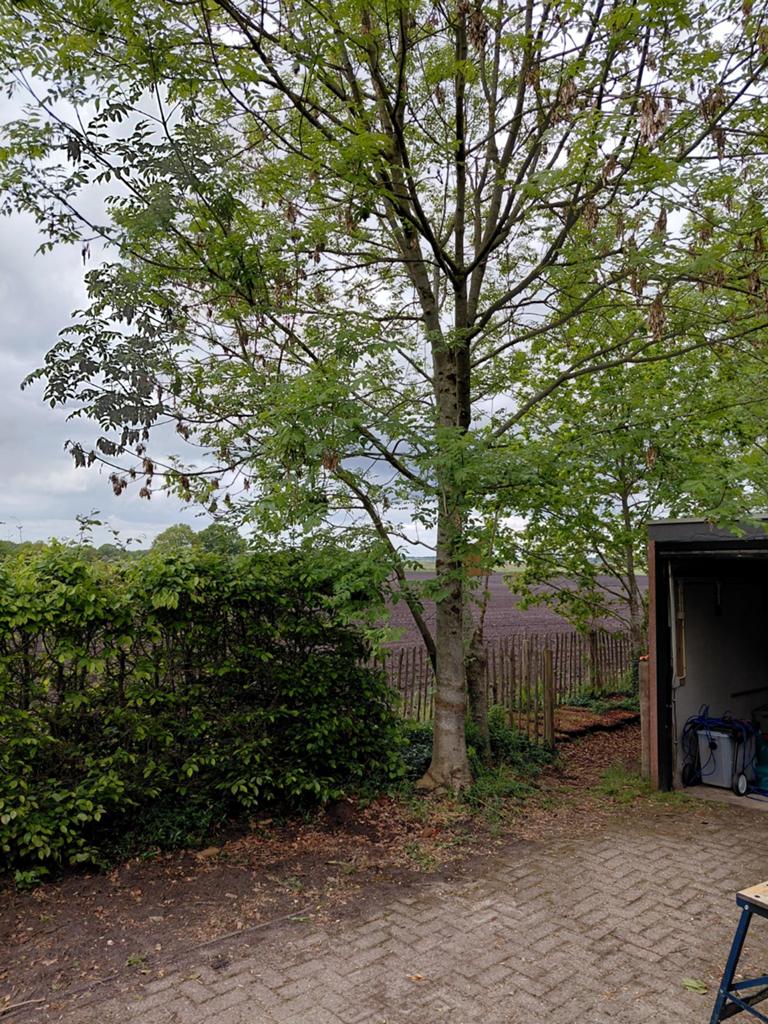 Gratis stookhout, zelf omzagen, Tuin en Terras, Bloeit niet, Overige soorten, 400 cm of meer, Ophalen