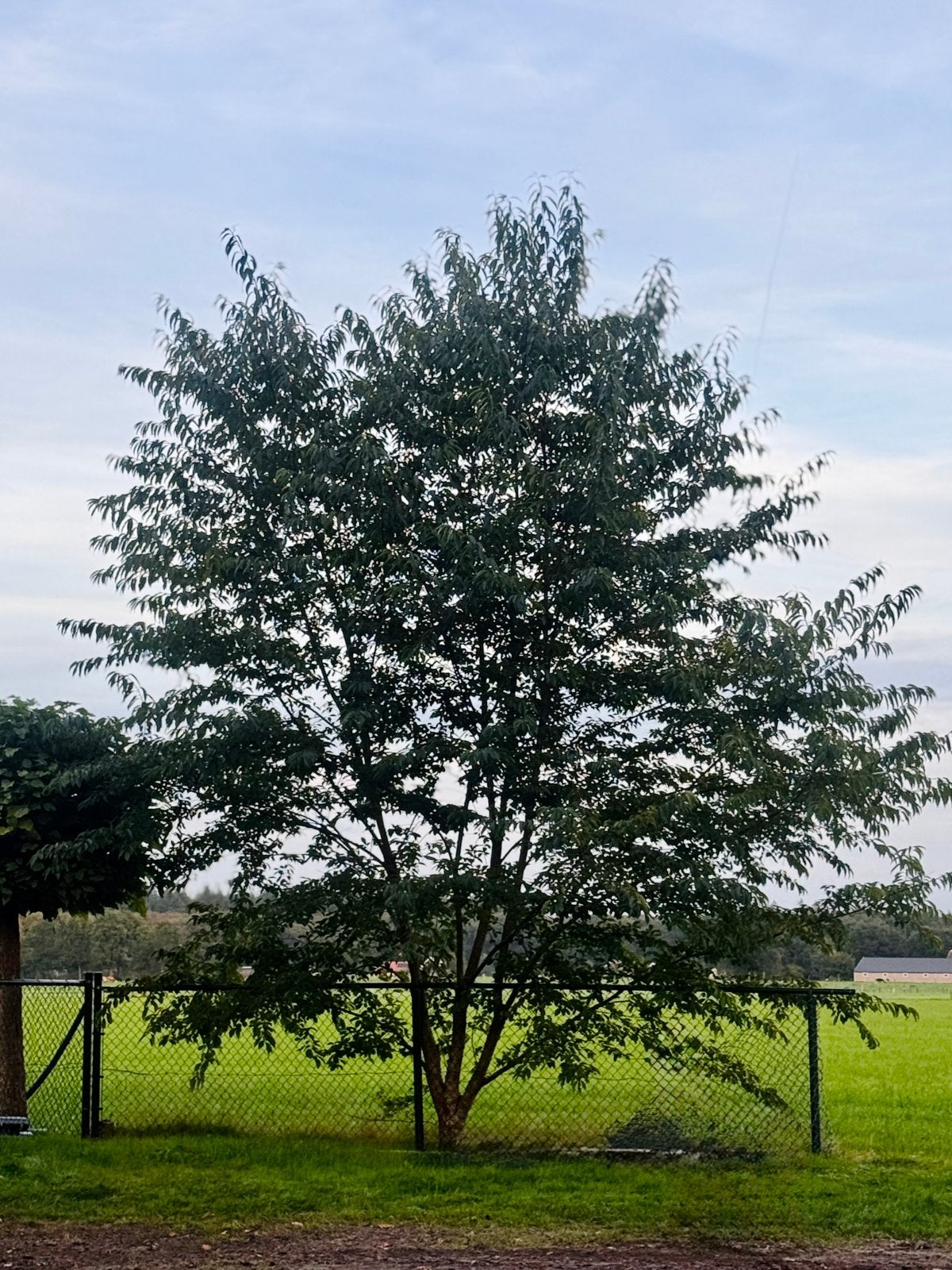 Vogelkers boom te koop!, Ophalen, Volle zon, Overige soorten