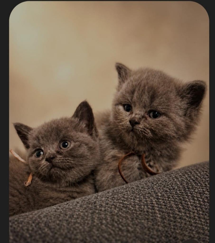 Britsekorthaar kittens, Ophalen of Verzenden
