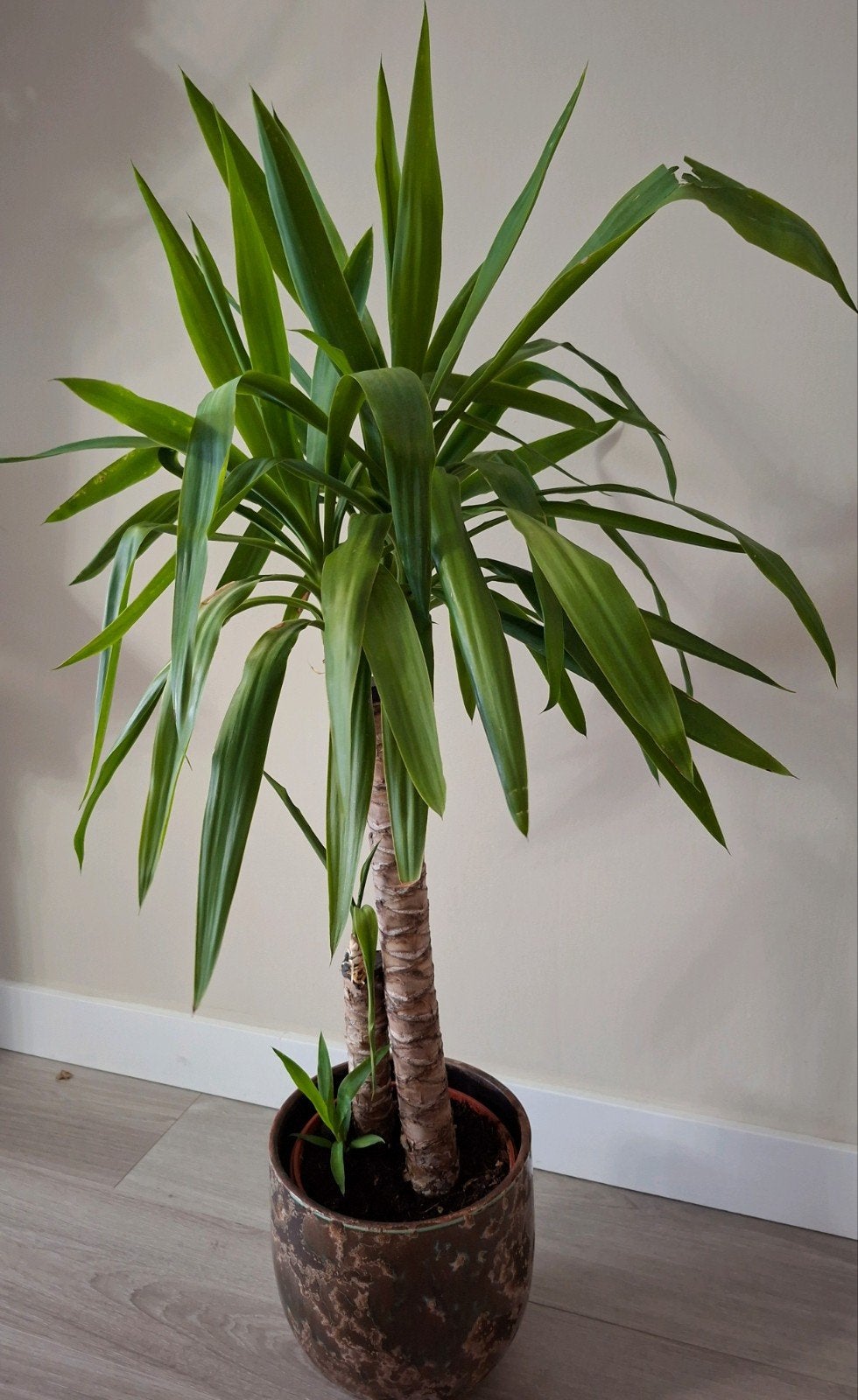 Groene kamerplant, Yucca plant in pot, Ophalen, 100 tot 150 cm, Palm, Halfschaduw