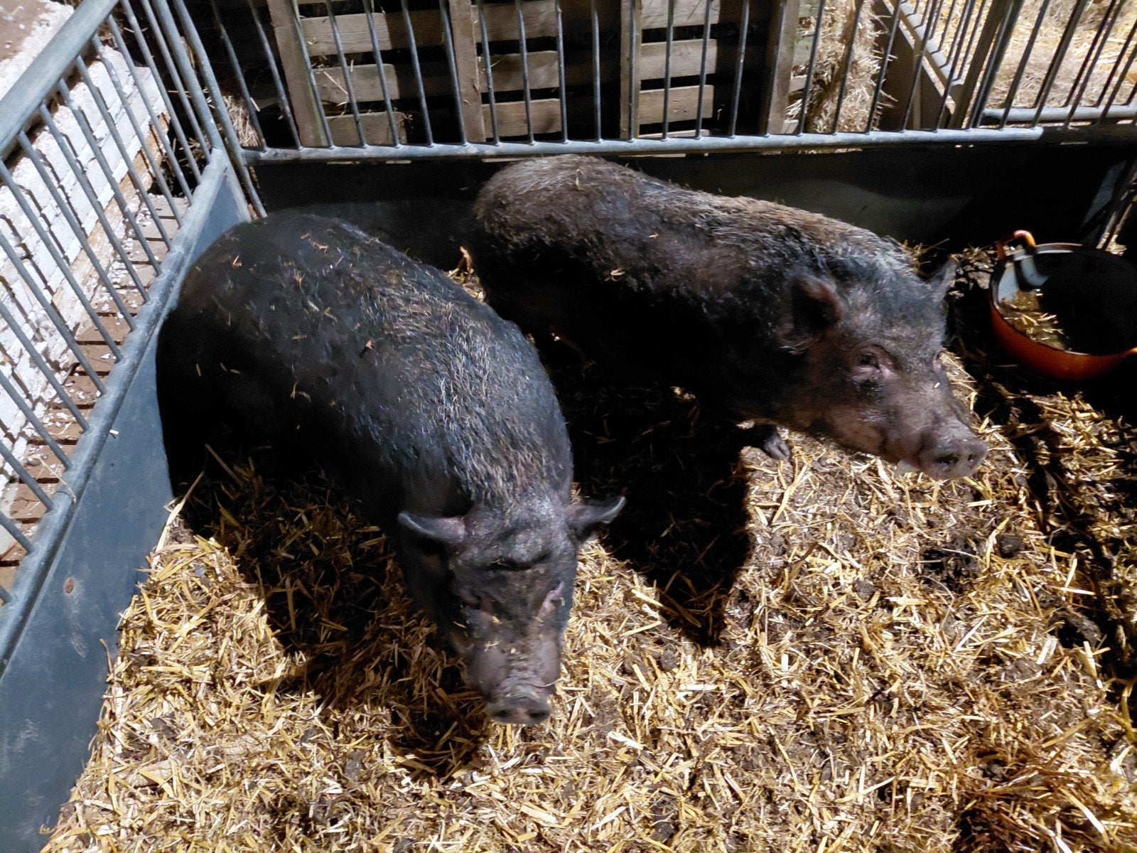 2 mini varkens zeugen, Vrouwelijk, Varken, 0 tot 2 jaar