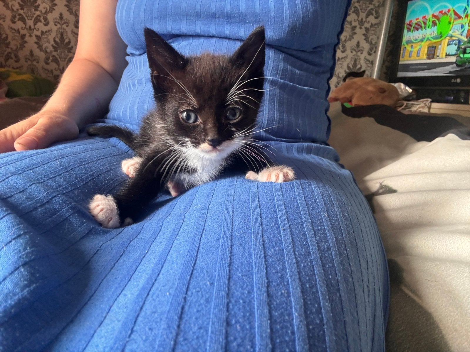 Kittens, Dieren en Toebehoren, Meerdere dieren, 0 tot 2 jaar