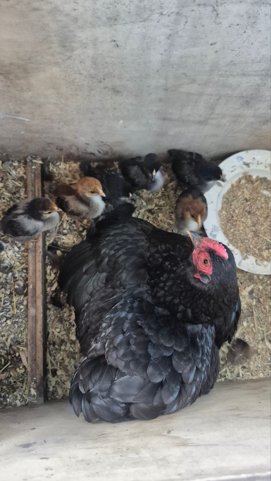 Wyandotte kip met 8 kuikens, Dieren en Toebehoren, Pluimvee, Meerdere dieren, Kip