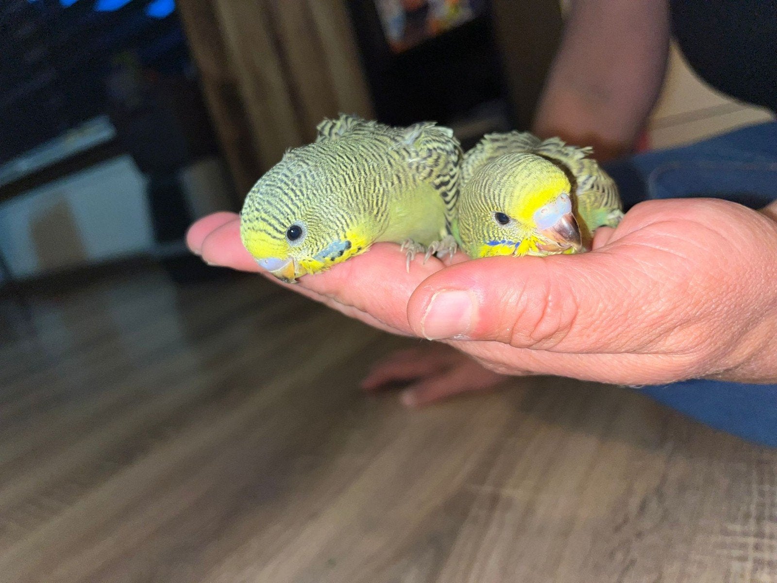 Net uit nest, Dieren en Toebehoren, Vogels | Parkieten en Papegaaien
