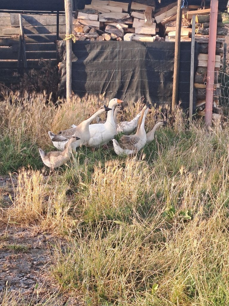 Ganzen, Dieren en Toebehoren, Pluimvee, Vrouwelijk, Gans of Zwaan