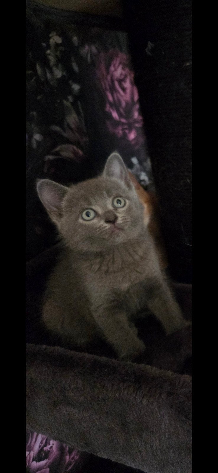 Britse korthaar kittens, Dieren en Toebehoren, Katten en Kittens | Raskatten | Korthaar, Kater, Ontwormd