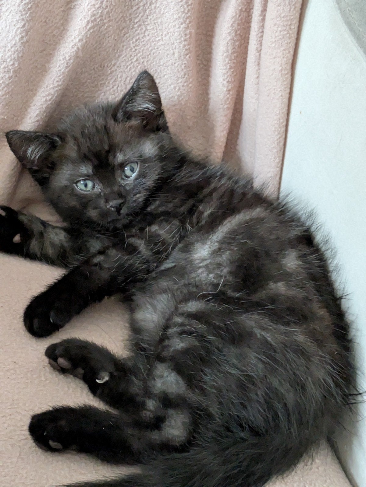 Kruising Black Smoke kitten, Dieren en Toebehoren, Kater, Ontwormd, 0 tot 2 jaar