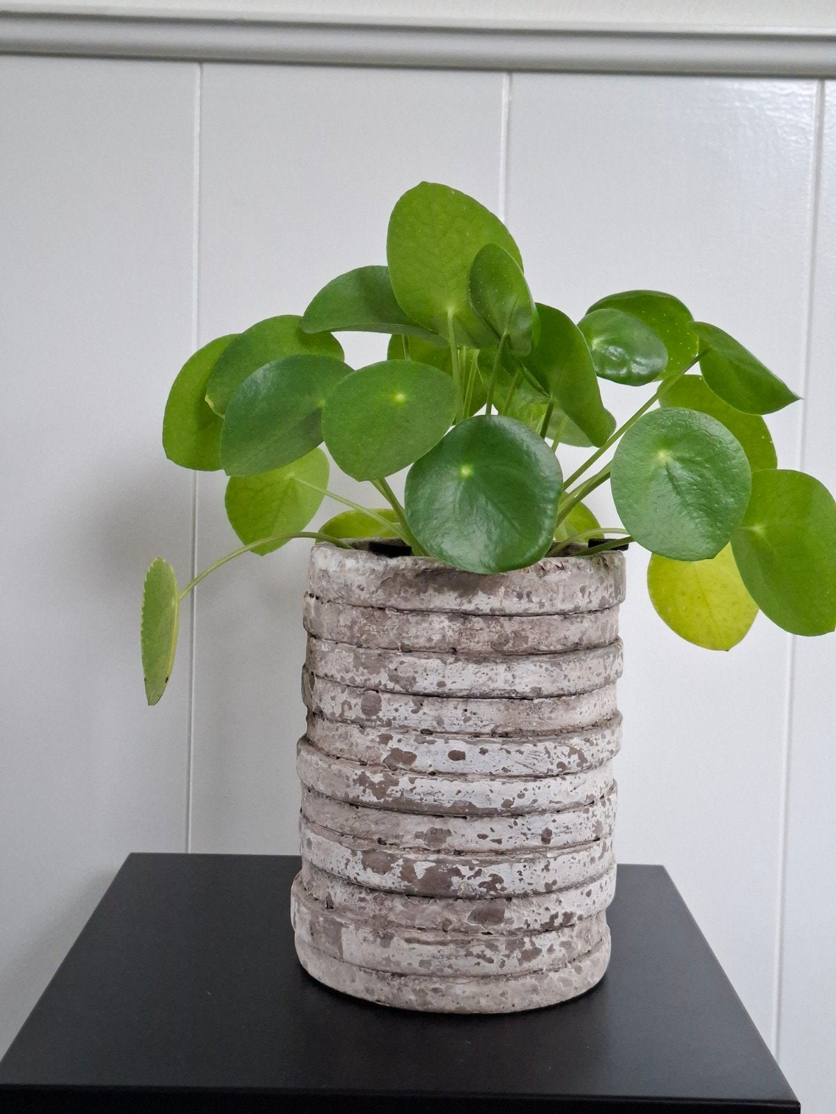 pannekoekplant in betonnen ptmd pot, Ophalen of Verzenden, Halfschaduw, Minder dan 100 cm