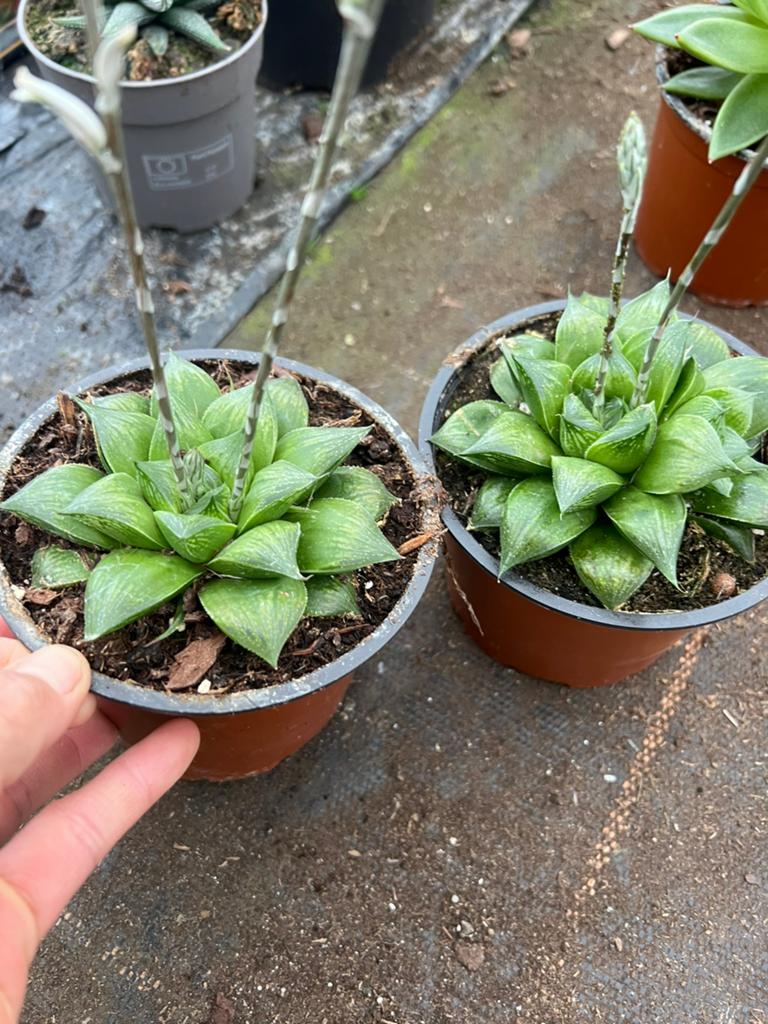 Haworthia, Ophalen of Verzenden, Halfschaduw, Minder dan 100 cm