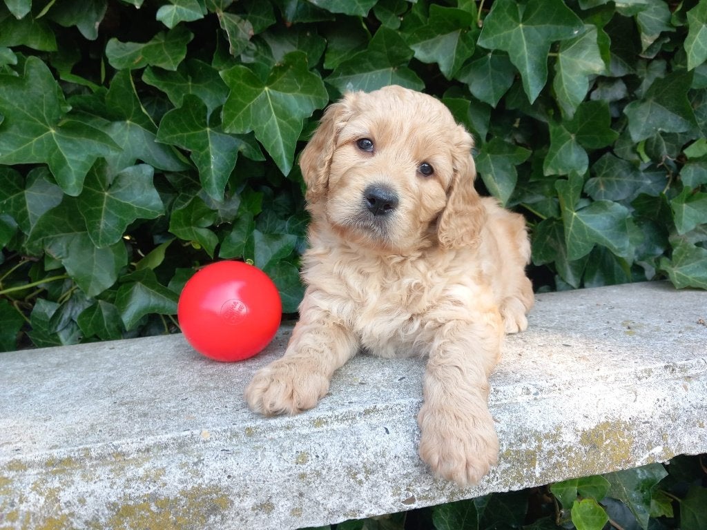 F1 Goldendoodle pups | Hypoallergeen | 2 teefjes beschikbaar, Dieren en Toebehoren, Honden | Retrievers, Spaniëls en Waterhonden