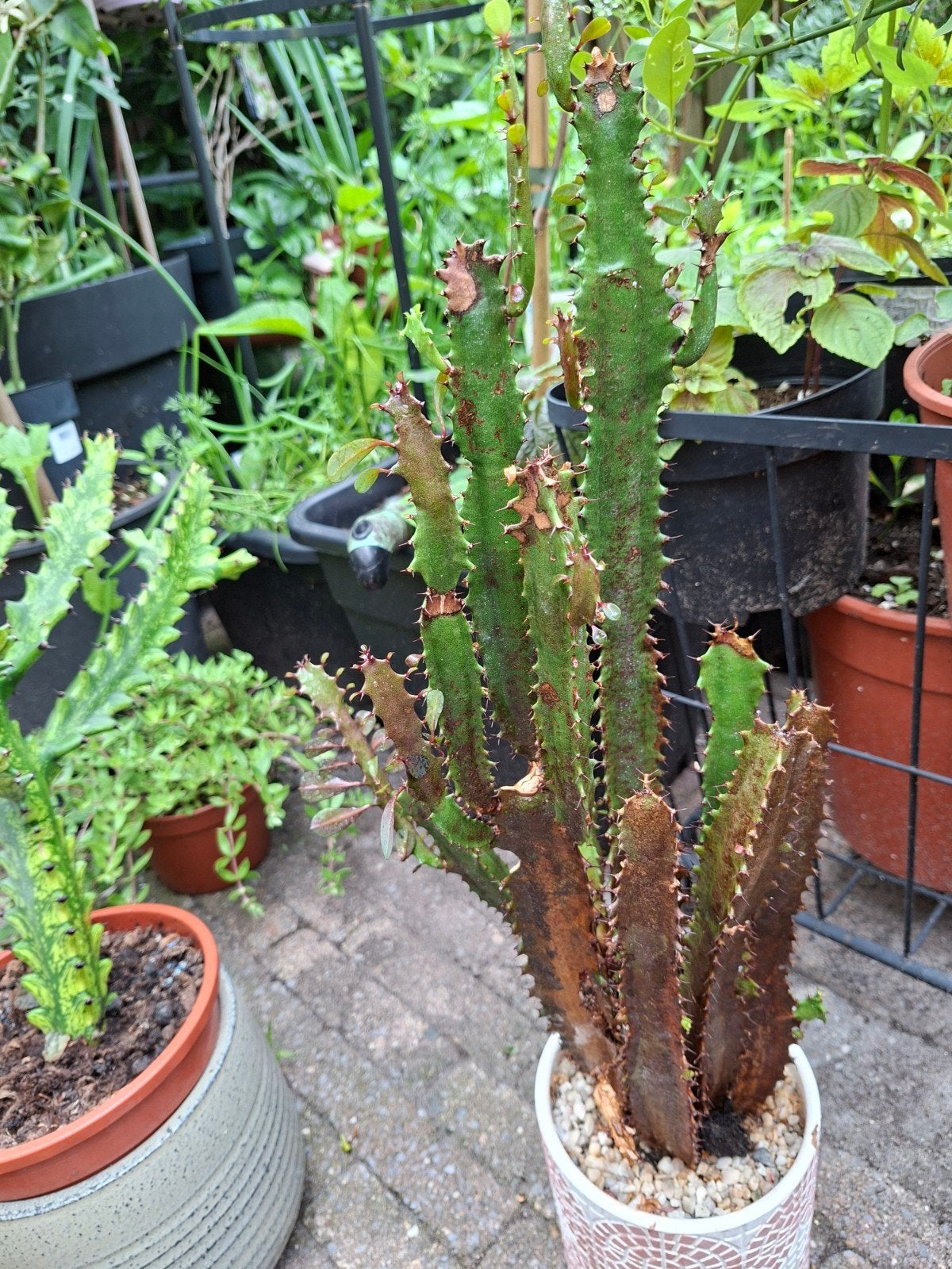 Grote Euphorbia Trigonia, Ophalen, Halfschaduw, Minder dan 100 cm