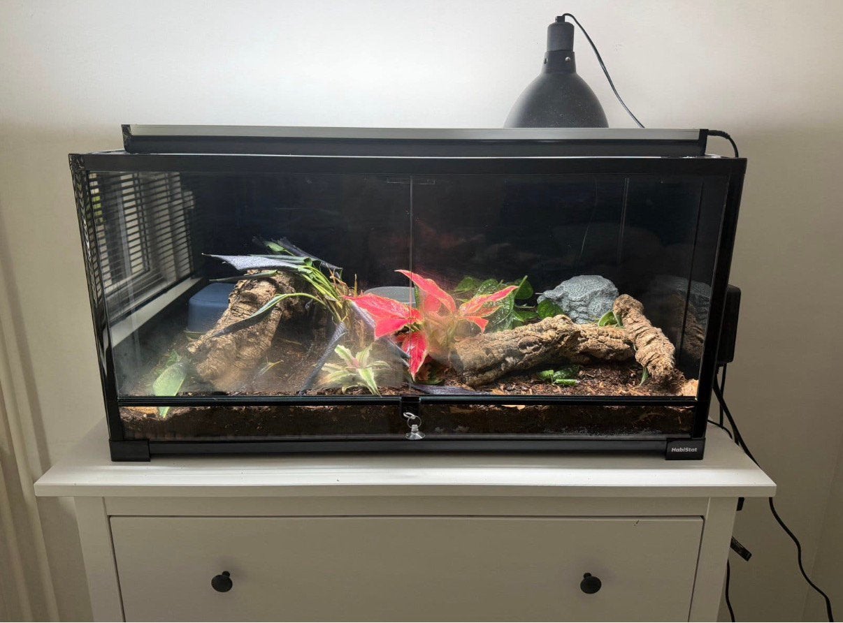Habisat Terraruim met konings python, Dieren en Toebehoren, Ophalen, Zo goed als nieuw