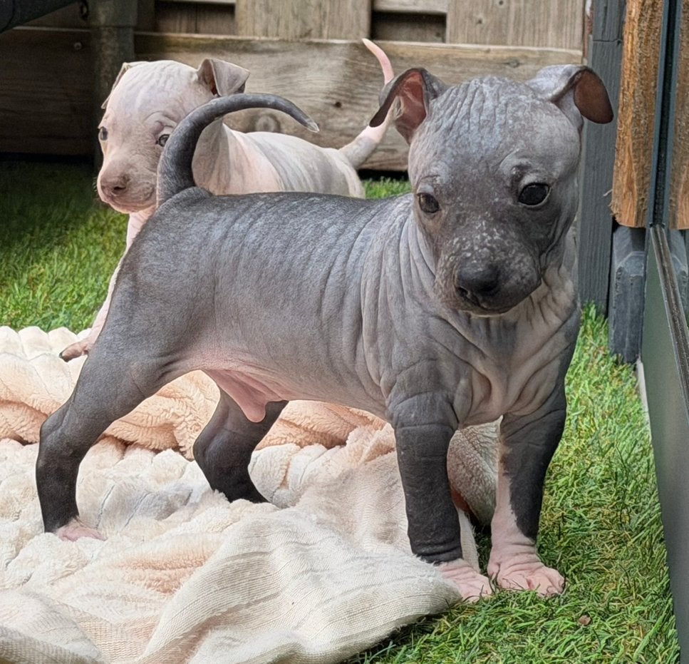 American Hairless Terrier / amerikaanse naakthond, Dieren en Toebehoren, Honden | Chihuahua's en Gezelschapshonden, Parvo, Nederland