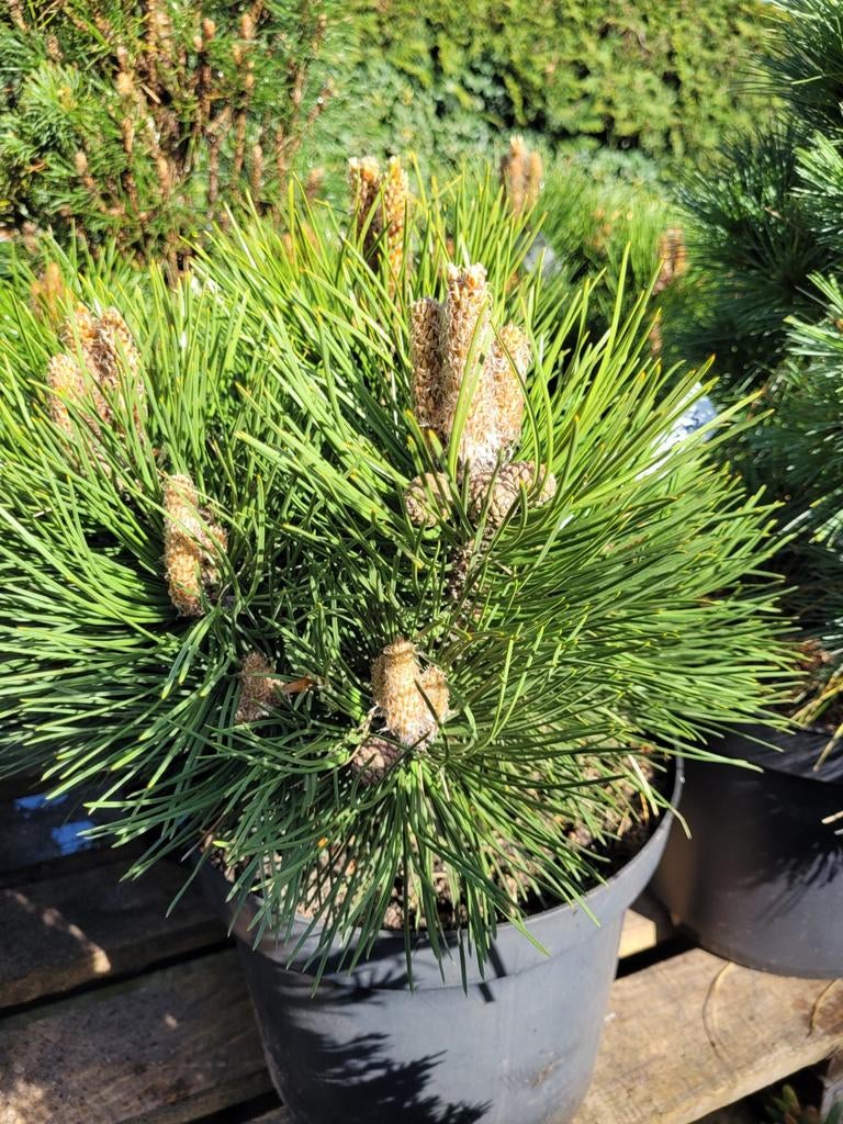 Pinus Nigra Nana - Dwerg Oostenrijkse Den, Volle zon, Vaste plant, Bloeit niet, Ophalen