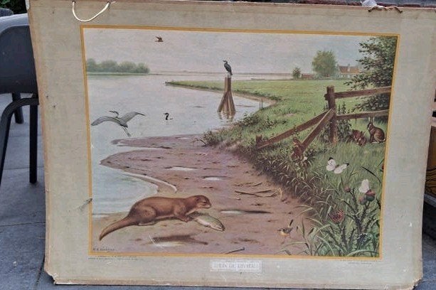 ouderwetse plaat: in sloot en plas, Ophalen, Natuur en Biologie