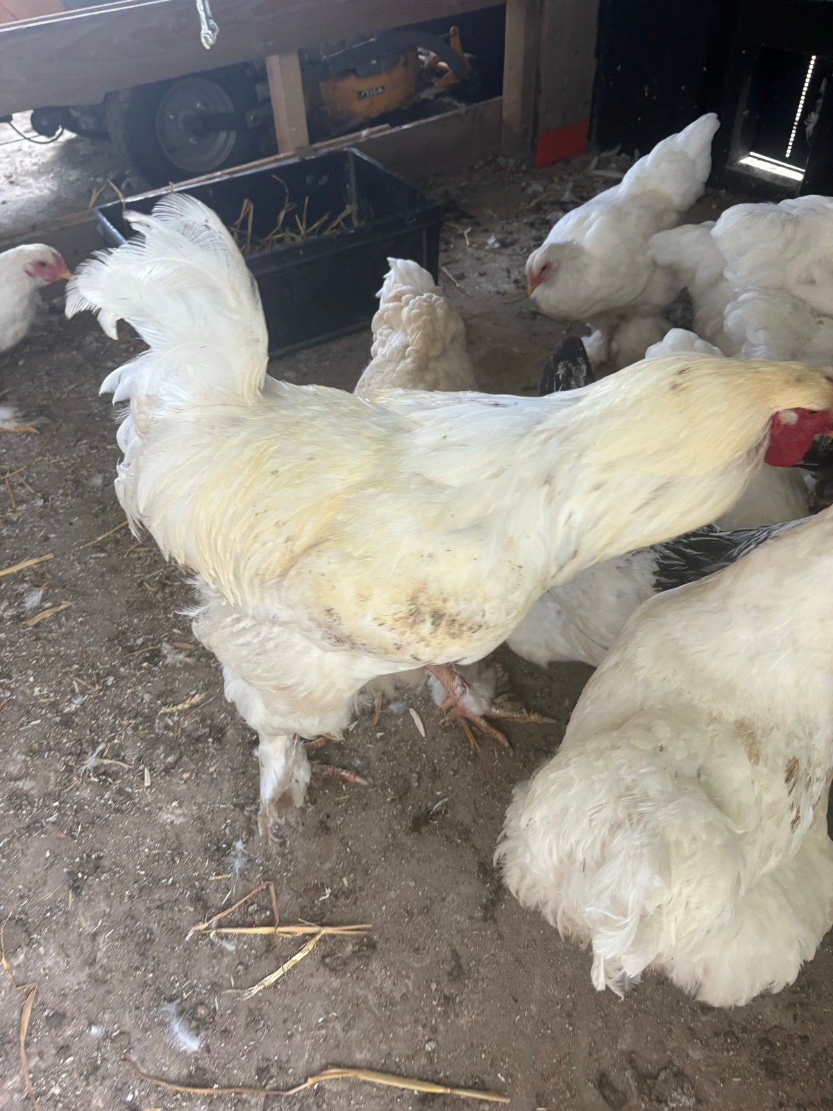 Brahma hanen wit, Dieren en Toebehoren, Mannelijk, Kip