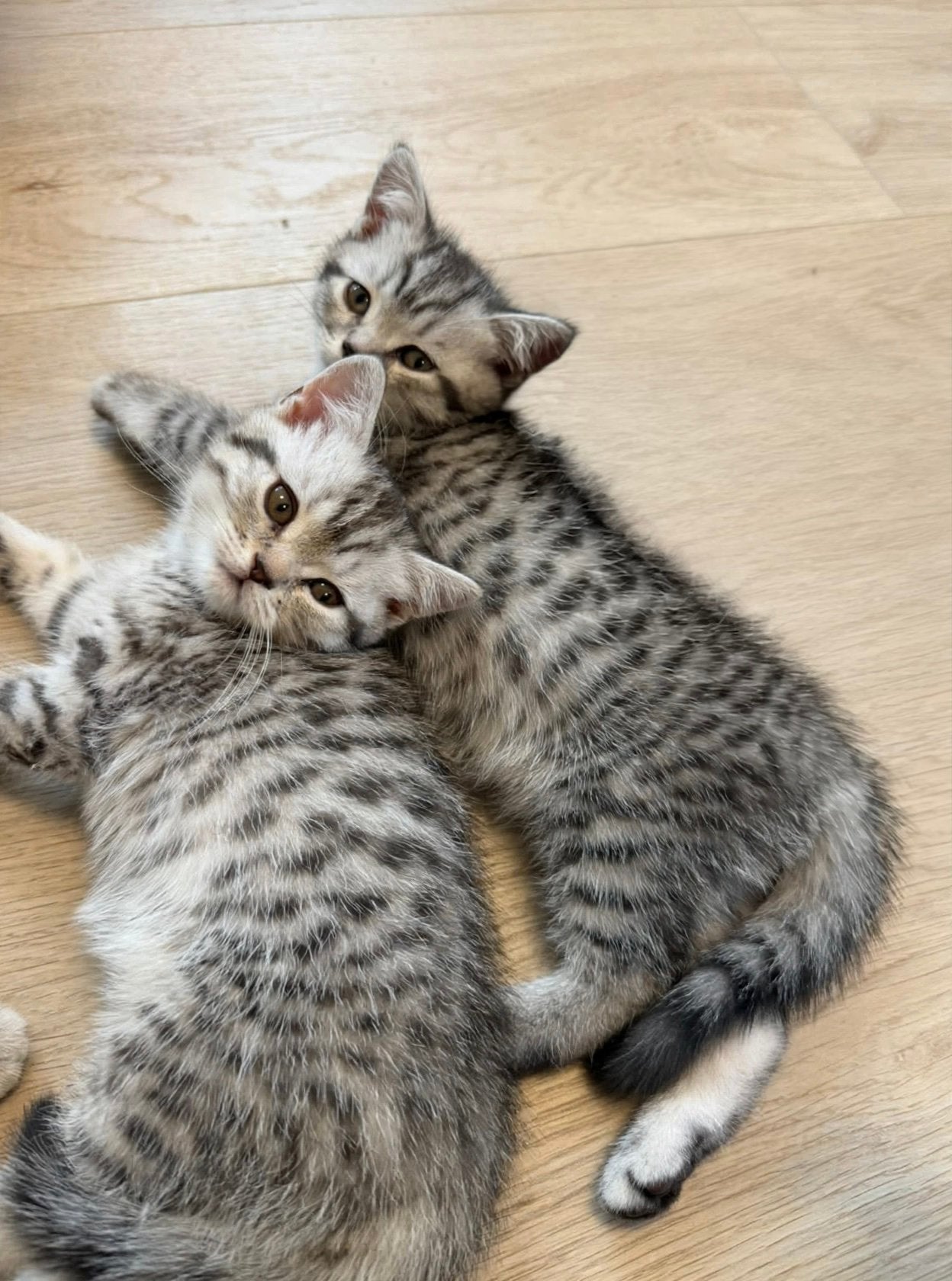 Mooie Britse Korthaar Kittens, Dieren en Toebehoren, Meerdere dieren, Ontwormd, 0 tot 2 jaar