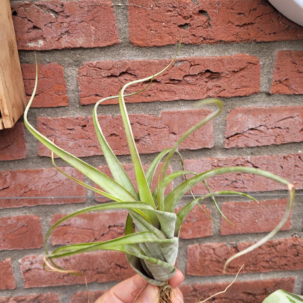 Tillandsia flexuosa, Huis en Inrichting, Kamerplanten, Ophalen of Verzenden, Halfschaduw, Minder dan 100 cm