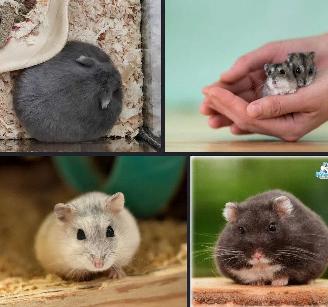gezocht: jonge Russische dwerghamster, Dieren en Toebehoren, Knaagdieren, Juli, Hamster