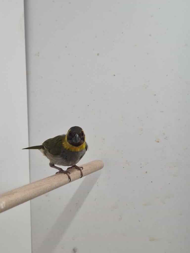 Kleine Cubavinken, Mannelijk, Tropenvogel, Geringd