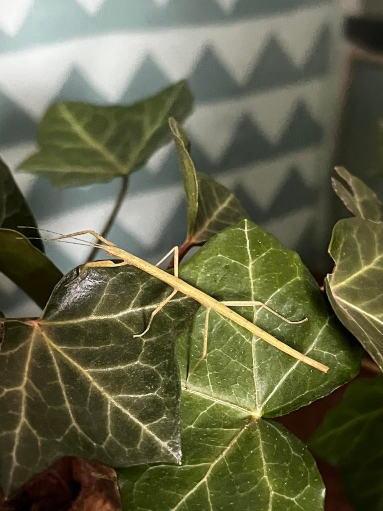 Wandelende takken, Dieren en Toebehoren, Insecten en Spinnen, Wandelende tak