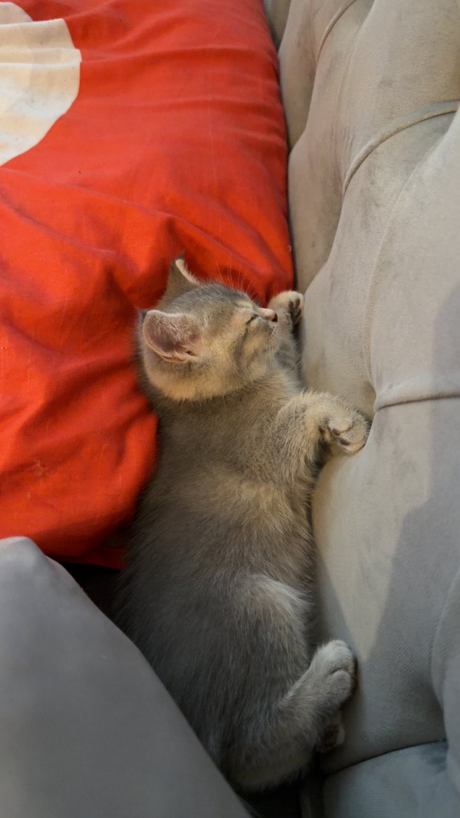 Britse korthaar Kittens, Meerdere dieren, Ontwormd