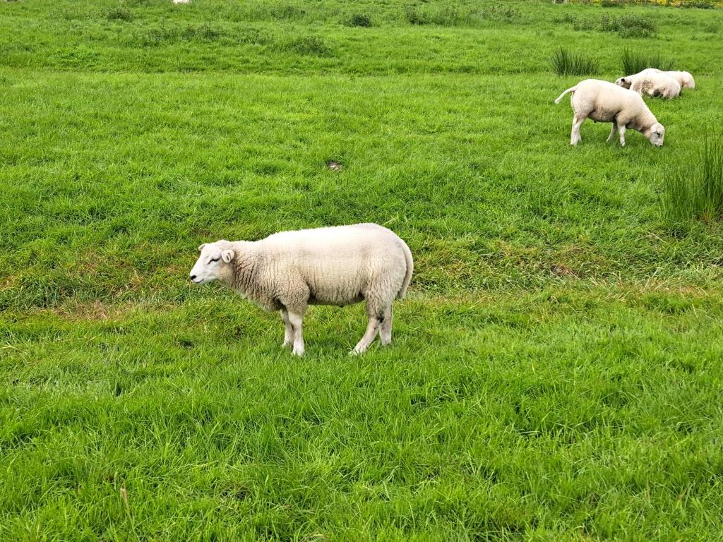 Eerste keuze uit 19 zwoegervrije Swifter Stamboekrammen, Mannelijk, Schaap, 0 tot 2 jaar