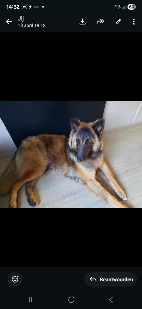 Lieve tervuurse herder, 6 jaar of ouder, Teef, Eén hond, Herder