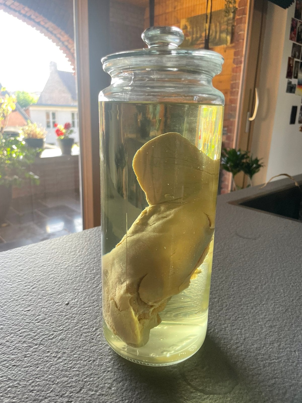 Wet specimen varkenstong op sterk water, Ophalen
