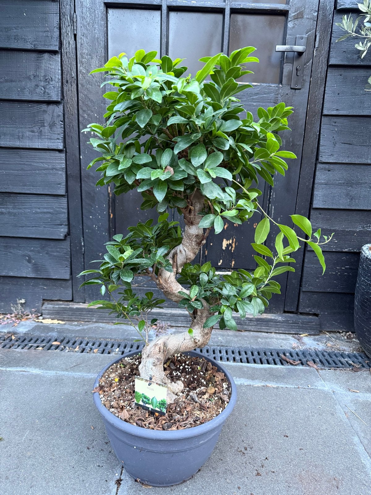 Ficus Bonsai - 80 cm hoog, Overige soorten, Vaste plant, Ophalen of Verzenden, Bloeit niet