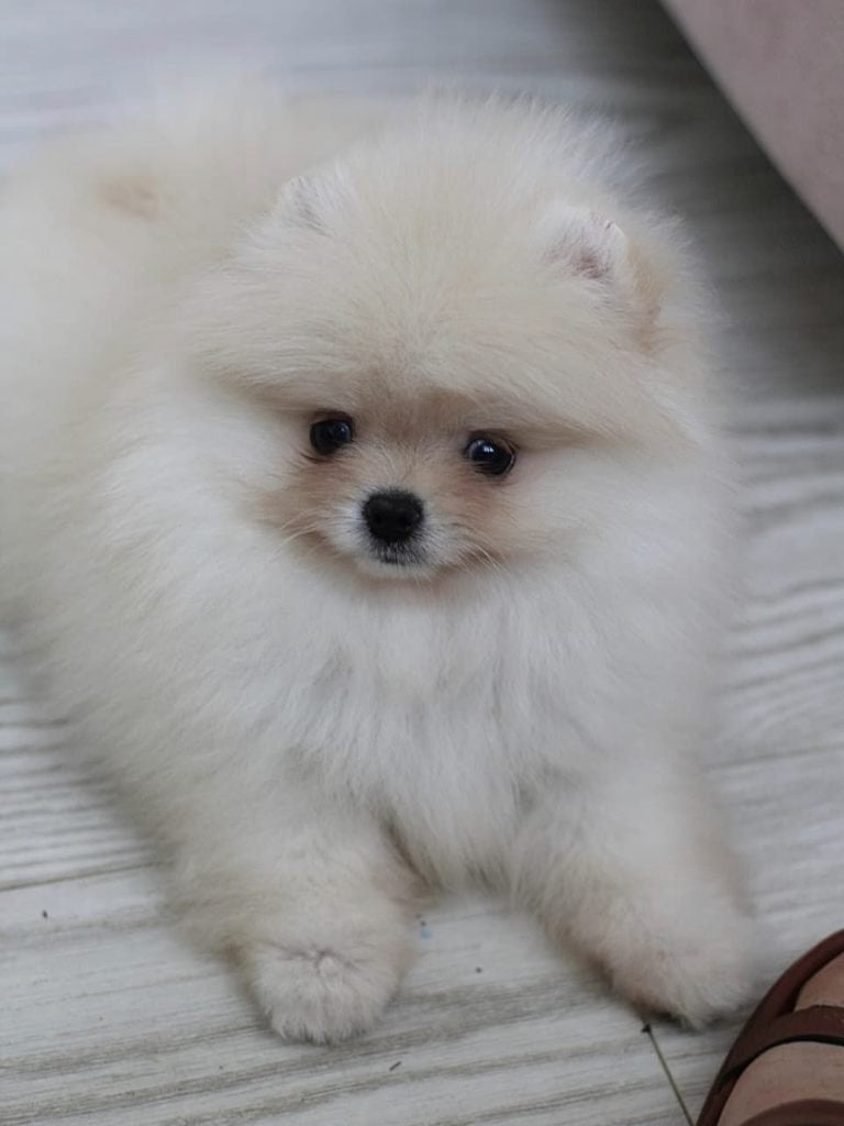 Pomeriaan pup reutje Cream Bear type – te reserveren, Keeshond, Reu, 8 tot 15 weken, Buitenland