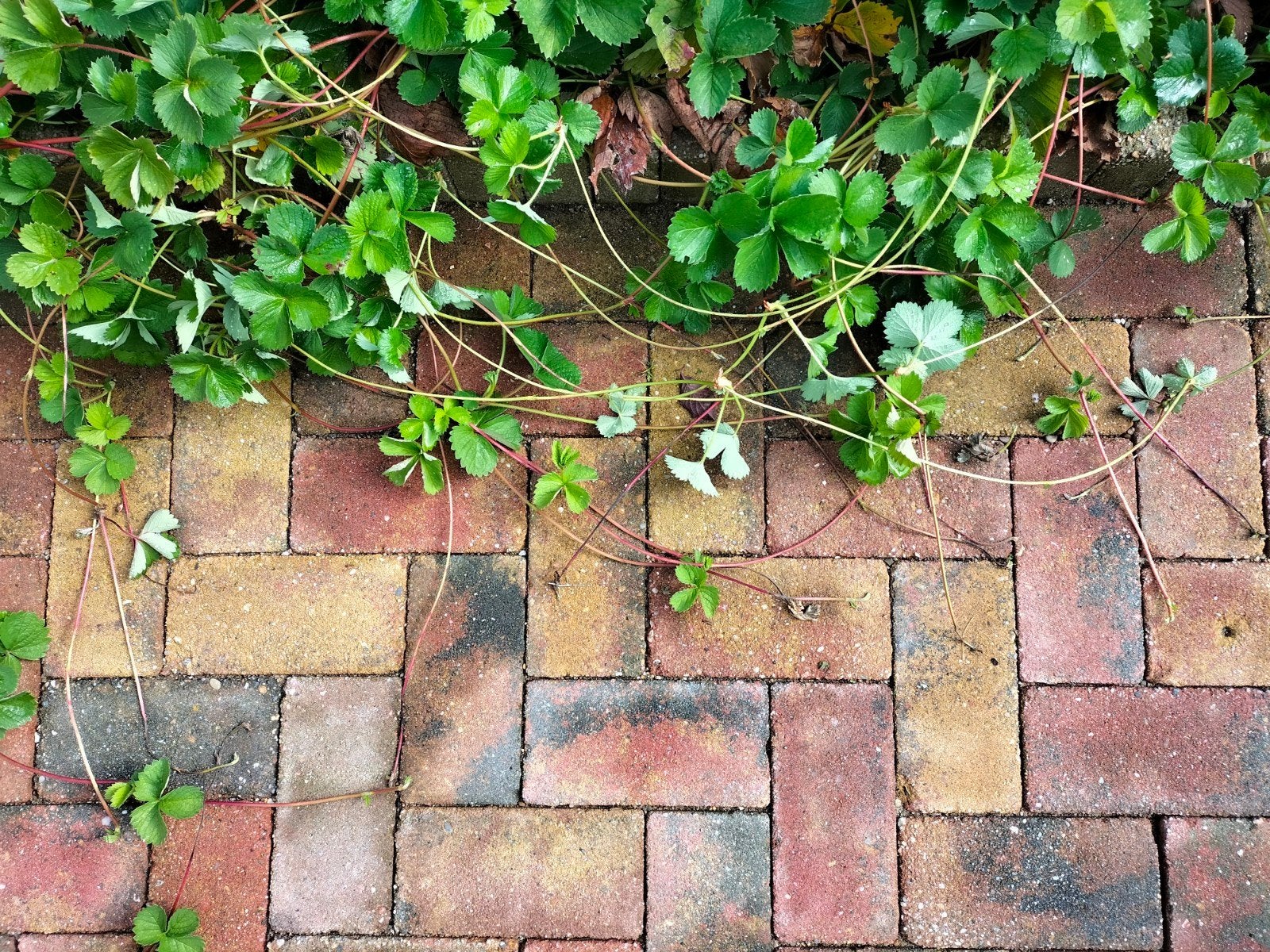 gratis af te halen Aardbeien stekken, Tuin en Terras, Ophalen, Volle zon, Overige soorten, Lente