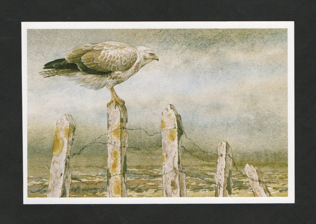 Buizerd op Paal Buteo Buteo., Ophalen of Verzenden, 1980 tot heden, Ongelopen, Vogel