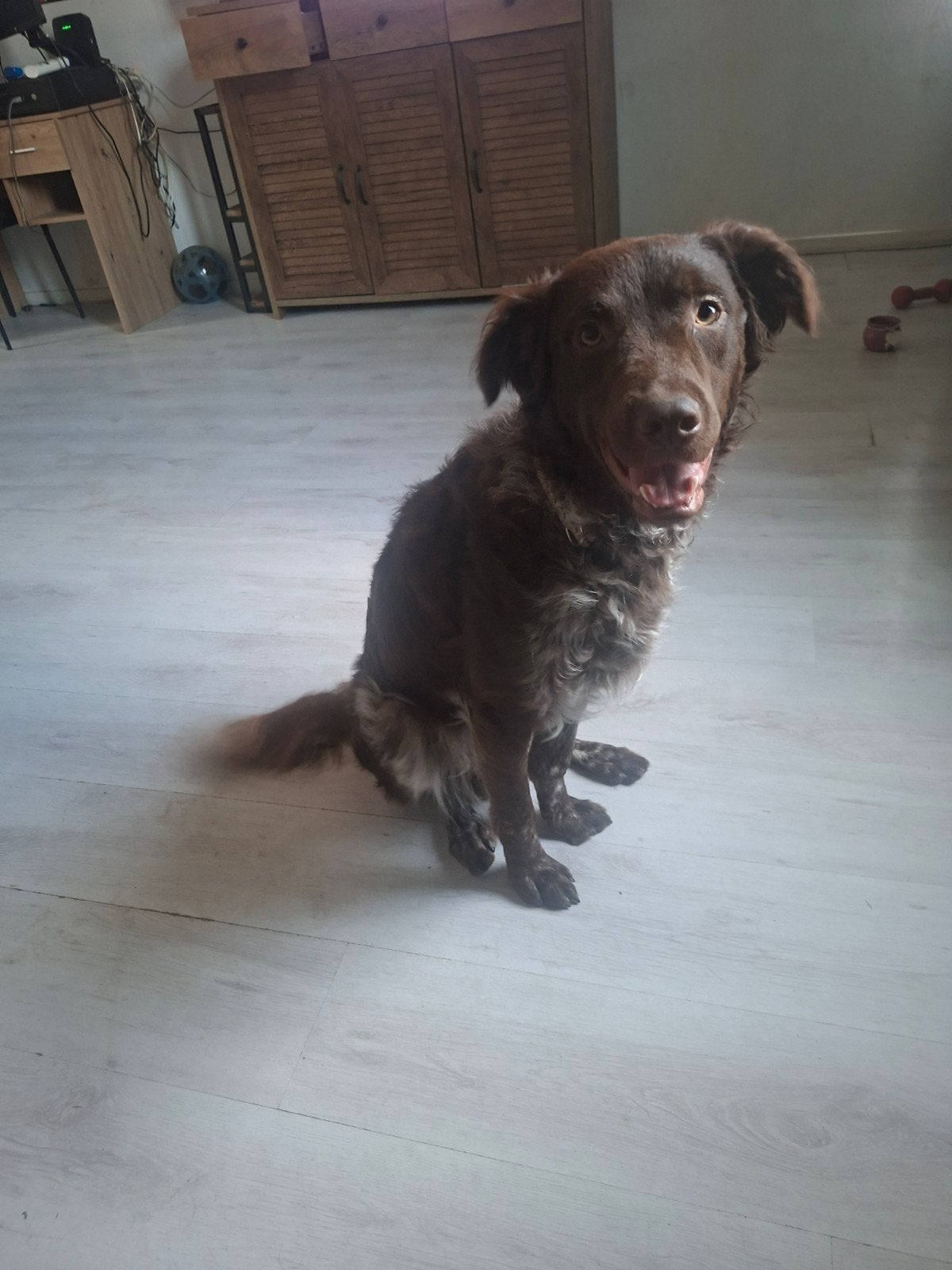 Bruine friese stabij ter dekking, Dieren en Toebehoren, Reu, 1 tot 2 jaar, Parvo, Eén hond