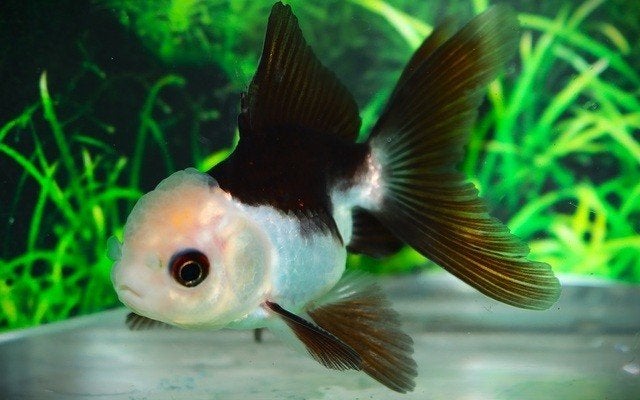 Sluierstaart Leeuwenkop Panda, Dieren en Toebehoren, Vissen | Aquariumvissen, Zoetwatervis, Vis