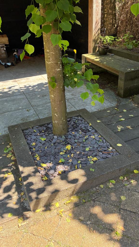 Leischilvers en balken en Leiboom catalpa, Volle zon, Vaste plant, Zomer, Ophalen